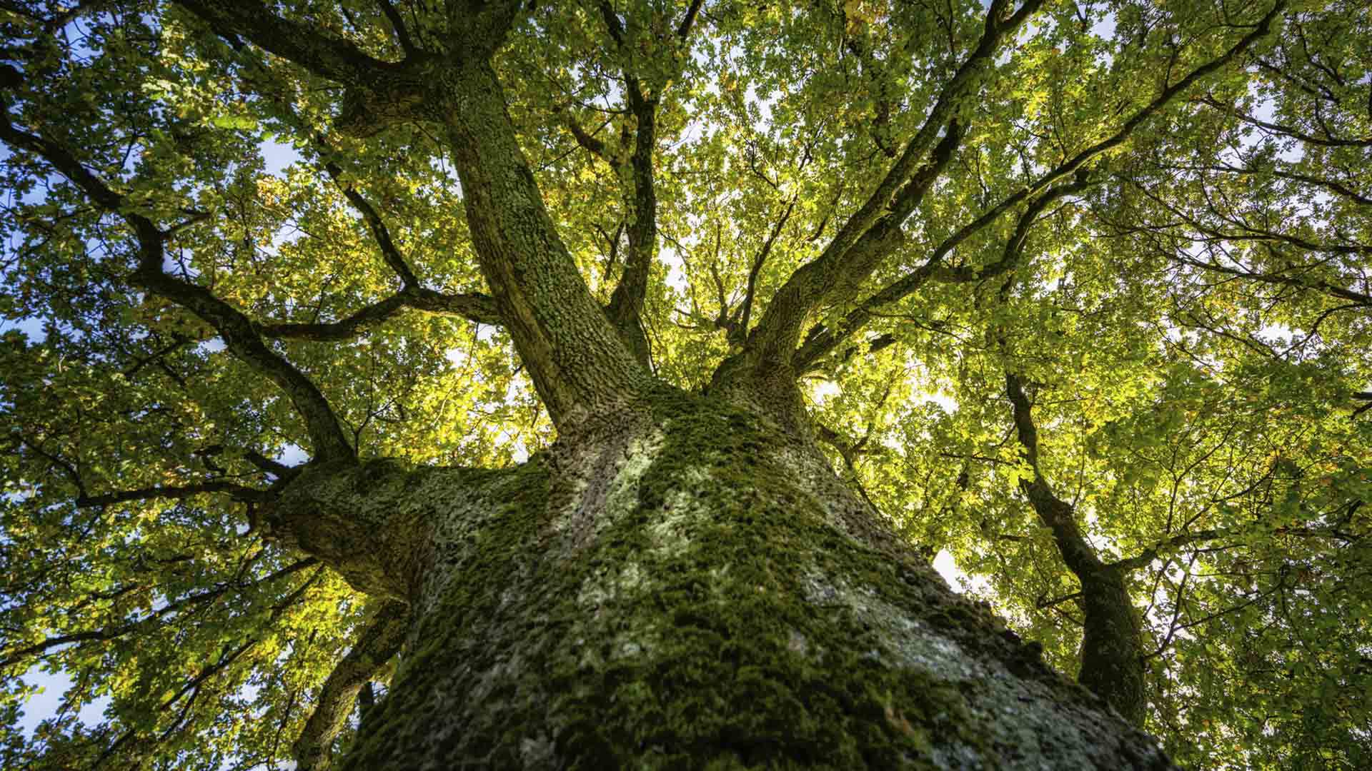 CWW Online - C WorldWide